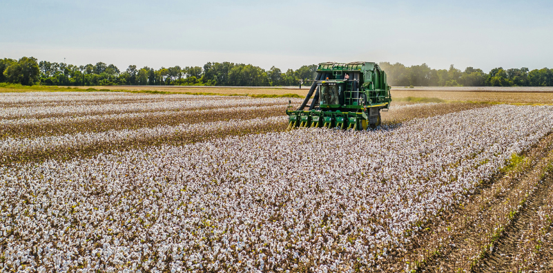 Cotton harvesting machine working in a large cotton field
