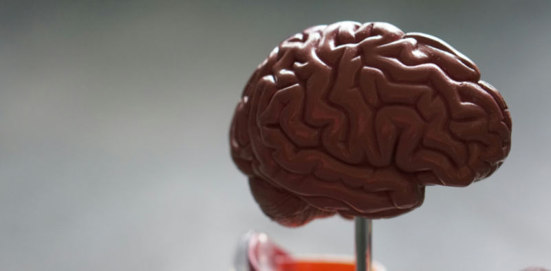A close-up of a model brain on a stand.
