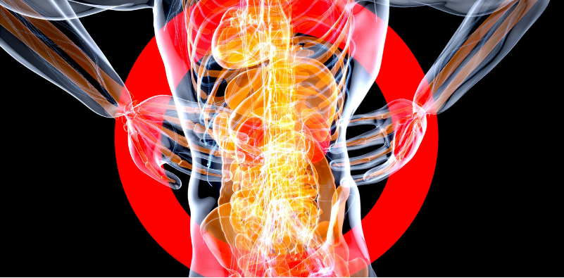 A medical illustration of the torso, highlighting nerves and abdominal organs.