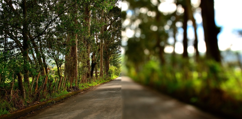 A visual representation of myopia showing a lane with clear vision on the left and blurred vision on the right